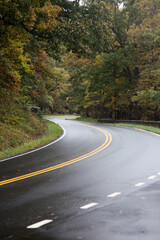Road through the woods