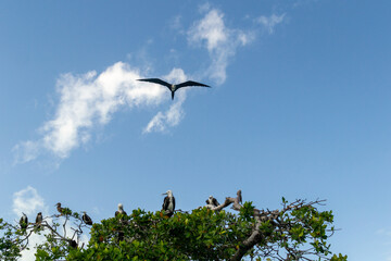 fliying bird in the sky