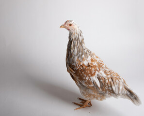 Swedish Flower hen on plain background