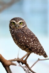 Dogs, primates, birds and flowers.