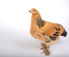 Brahma chicken isolated on white