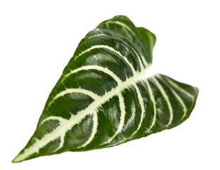 aphelandra plant close up, isolated on white backrgound