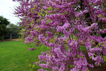 Obraz premium flowers in the garden