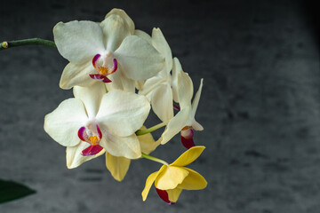 Naklejka na ściany i meble Yellow orchid phalaenopsis close-up on gray background. Tropical flowers. Place for text. Photo for spa salon