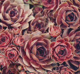 stone rose close up, macro shot