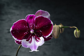 Purple orchid phalaenopsis close-up on gray background. Tropical flowers. Place for text. Photo for...