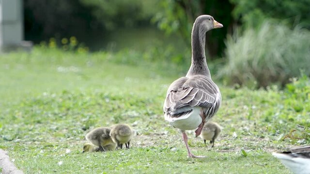 Wild goose and ganders in green park with littles