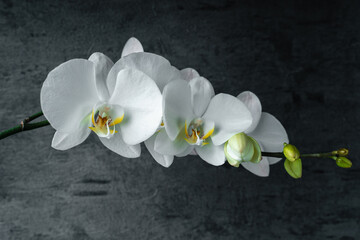 Naklejka na ściany i meble White orchid phalaenopsis close-up on gray background. Tropical flowers. Place for text. Photo for spa salon