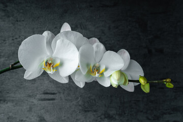 Obraz na płótnie Canvas White orchid phalaenopsis close-up on gray background. Tropical flowers. Place for text. Photo for spa salon