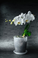 White orchid phalaenopsis close-up on gray background. Tropical flowers. Place for text. Photo for spa salon