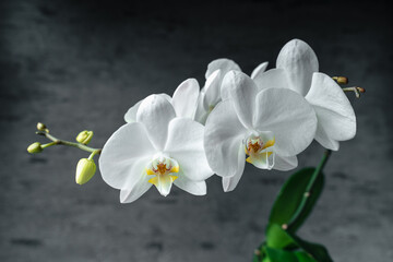 Fototapeta premium White orchid phalaenopsis close-up on gray background. Tropical flowers. Place for text. Photo for spa salon