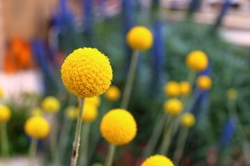 Craspedia Flower in Australia