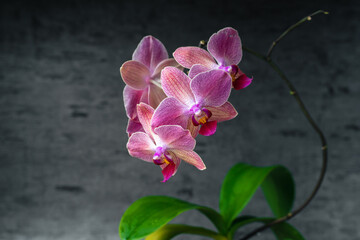 Fototapeta na wymiar Purple orchid phalaenopsis close-up on gray background. Tropical flowers. Place for text. Photo for spa salon