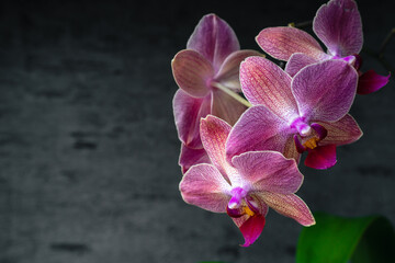 Purple orchid phalaenopsis close-up on gray background. Tropical flowers. Place for text. Photo for spa salon