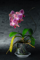 Naklejka na ściany i meble Purple orchid phalaenopsis close-up on gray background. Tropical flowers. Place for text. Photo for spa salon