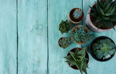 succulents