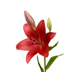 Beautiful Lily flower isolate on white 