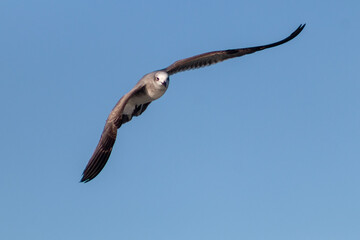Gaviota volando en el cielo