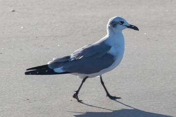 Gaviota caminando sobre arena