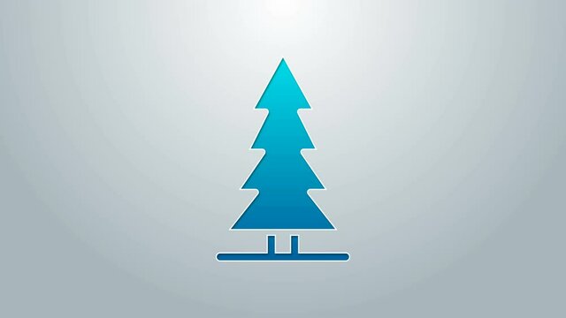 Blue line Canadian spruce icon isolated on grey background. Forest spruce. 4K Video motion graphic animation
