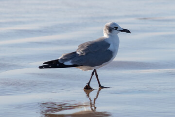 Gaviota caminando sobre arena mojada