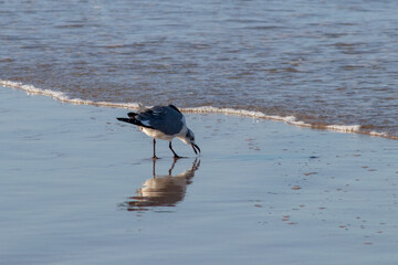 Gaviota comiendo en la orilla de la playa