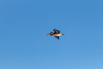 Pelicano volando en el cielo