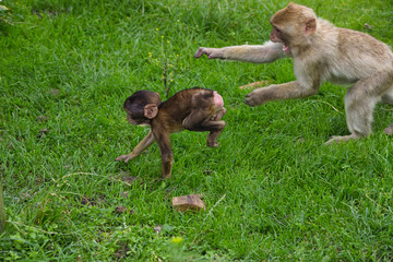 Affenmutter jagt Kind