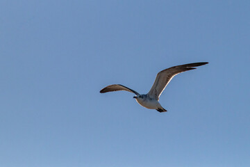 Gaviota volando en el cielo