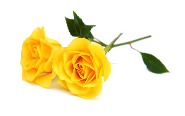 Bunch of rosy roses isolated on white 