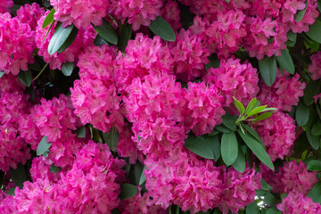 An isolated view of a rhododendron bush bursting with vibrant, bright pink blooms
