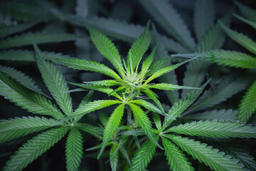 Fototapeta na wymiar Cannabis marijuana flowering indoor plant. Medical Cannabis Marijuana at the beginning of flowering. Mainstreaming alternative and complementary medicine