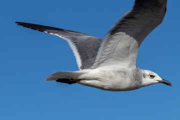 Gaviota volando en el cielo