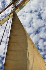 Seegl im wind vor Quellwolken