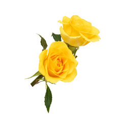 Bunch of rosy roses isolated on white 