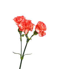 Stack Carnation flowers on white background