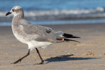 Gaviosta caminando en la playa