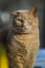 Naklejka na ściany i meble Mangy Dirty Orange Tabby Cat Urban Portrait