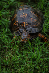 Eastern Box Turtle Strolling in Grass
