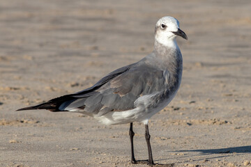 Gaviota en la playa observando