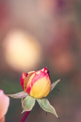 red and yellow rose bud 