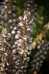 Obraz premium Close up detail of a tall stemmed flowering plant with white flowers