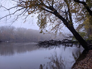 Obraz premium River in the woods with trees in Autumn