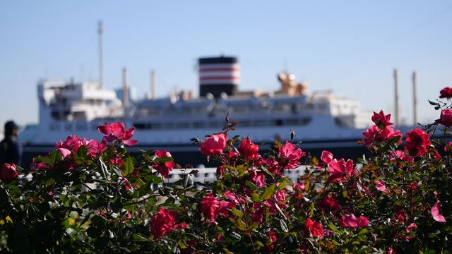 日本の横浜の風景。山下公園にあるバラが揺れてる動画。