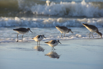 Strandlopers die laat in de middag voedsel plukken op het strand. Clearwaterstrand, Tamper, Florida.