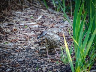 Curious Wattlebird