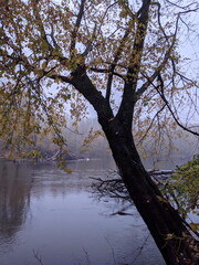 Trees in Autumn or fall seaon