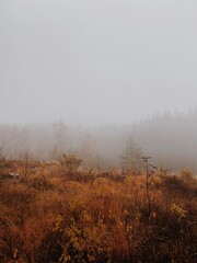 Fototapeta na wymiar fog in the forest