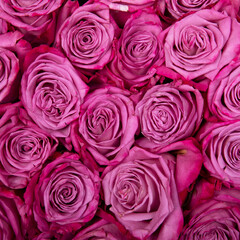 Fototapeta na wymiar beautiful background pink roses