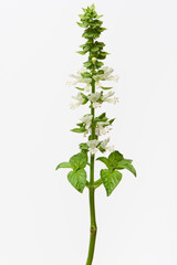 バジルの花 ハーブ